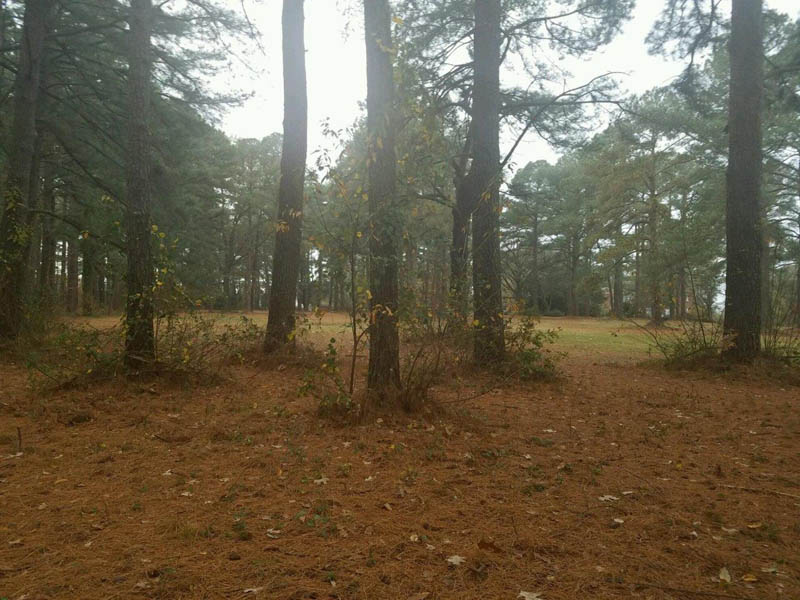 Willow Wood Before